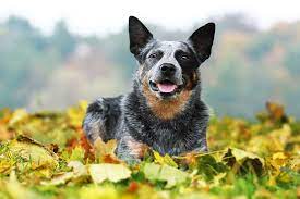 Rasseportrait Australian Cattle Dog Charakter Eigenschaften Deine Tierwelt De Magazin