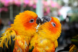 25 Affectionate Love Birds Pictures .birds images gallery, birds images hd free download, colourful birds images, beautiful birds photos, bird identification pictures, bird illustrations, love birds pictures, bird wallpaper. 25 affectionate love birds pictures