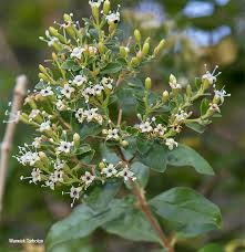 Image result for Nuxia congesta