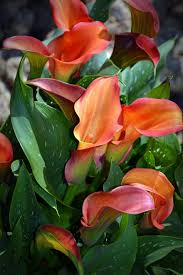 Oct 30, 2020 · what is the color of love? Blossom Bloom Calla Flower Nature Plant Flowers Of Mourning Common Calla Color Orange Inflorescence Pikist