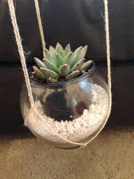 Dollar Tree Globes Perlite And Succulents From Home Depot Pots Fit Perfectly And Nested In Perlite Super Simple M Macrame Hanger Succulents Dollar Tree