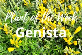 Image result for Genista