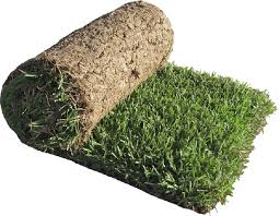 It really flourishes in warmer zones 6 through 9 and is often found on golf courses and sports fields and in lush parks. Zenith Zoysia Grass Sod