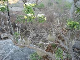 Image result for Cladostemon kirkii