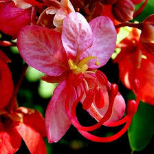 Image result for Cassia burttii