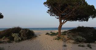 Unter dem apartment wird noch eine zweite, kleine wohnung von pietro vermietet. Willkommen Auf Sardinien Immo Villen Appartements Hauser Auf Sardinien Sardinien Immobilien