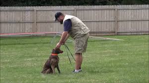 Great place to start obedience training for your dog. Chester Boot Camp Dog Training Blind Dog Youtube