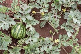They do quite well with most of the plants. How To Grow Watermelons Channel Your Inner Farmer