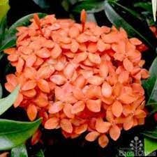 Check spelling or type a new query. 32 Small Flowering Shrubs Ideas Flowering Shrubs Small Shrubs Shrubs
