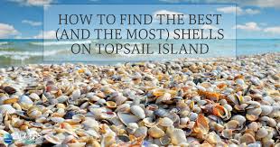 How To Find The Best And The Most Shells On Topsail Island