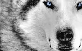 Siyah Beyaz 2 Kurt Resmi Google Da Ara Hayvan Duvar Kagidi Sibirya Husky Beyaz Kurt