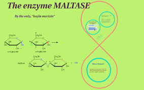Examples of this include cooked sweet potatoes, and molasses. The Enzyme Maltase By Kayla Marisin