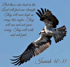 Look At The Birds Of The Air Nlt Isaiah 40 31 Nlt Isaiah 40 31 Isaiah Scripture Pictures