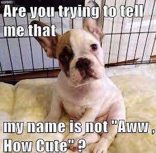 Pet Lovers Community Petpremium Cute Dog Quotes Silly Dogs Dog Quotes