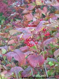 Compact american cranberrybush, viburnum trilobum 'alfredo', is a deciduous shrub with bright green foliage. Alfredo Compact American Cranberrybush Viburnum Wilson Nurseries