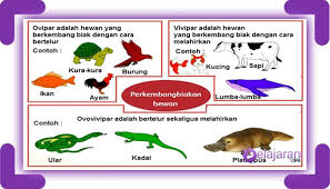 Cara mudah untuk memahami dan menghafalkannya dengan mengamati pada kata vivipar tidak terdapat huruf o, maka tidak ada telur. Macam Macam Perkembangbiakan Generatif Pada Hewan Dan Penjelasannya Lengkap Ilmu Pengetahuan Alam Ipa