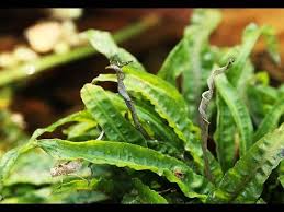 Plant description originating in southern thailand, cryptocoryne crispatula var. Cryptocoryne Crispatula Var Balansae ã‚¯ãƒªãƒ—ãƒˆã‚³ãƒªãƒ ãƒãƒ©ãƒ³ã‚µã‚¨ Plantas