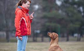 Providing in facility board and train programs for dogs 12 weeks and up. Dog Boot Camps Are They Helpful Or Harmful
