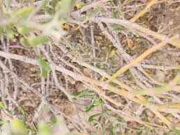 Image result for Zygophyllum cuneifolium