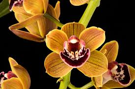 Image result for Polystachya bennettiana