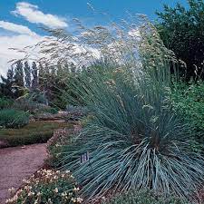 Thetreecenter.com has been visited by 10k+ users in the past month Helictotrichon Sempervirens Blue Avena Grass High Country Gardens