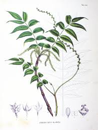 Image result for Tacazzea rosmarinifolia