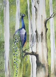 Peacock On A Branch Bachelor Of Fine Arts Fine Art Fine Arts Degree