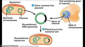 As crispr enabled targeted genome editing in a simple, efficient, and economical manner, the process of creating transgenic animals became simpler in the span of just a few years. Transgenic Bacteria Youtube