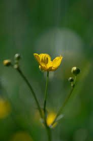 Butterblume — butterblume, populäre benennung mehrerer gelb blühender wiesenpflanzen, denen man, wenn sie. Butterblume 05203752 Erlebnisraum Gesundheit