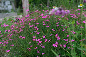 Image result for Dianthus