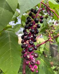 Image result for Phytolaccaceae