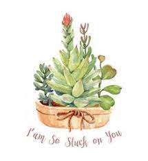 Estos órganos de reserva tienen una alta proporción de tejido parenquimático. 220 Ideas De Suculentas Pintura De Cactus Cactus Dibujo Ilustracion De Cactus