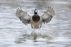 Hunters are asked to be out of the woods by 1 p.m. Indiana