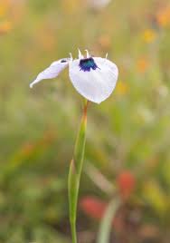 Image result for Moraea elliotii