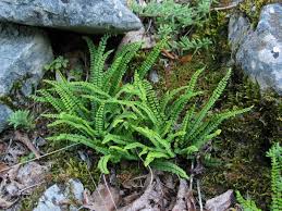 Image result for sleziník Asplenium