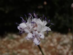 Image result for Cephalaria pungens