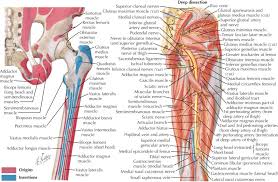 Yet it's easy to see why so many to make it easier for your memory, here are tips on how to study according your level of anatomy knowledge. Pelvis Hip And Thigh Injuries Musculoskeletal Key