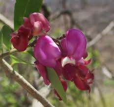 Image result for Securidaca longepedunculata