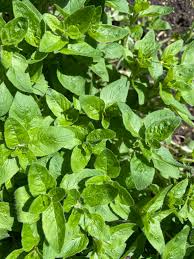 Image result for Origanum majorana
