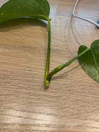 The stem of this apple is growing a second tiny apple. : r/mildlyinteresting