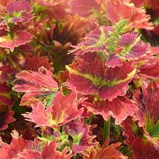The following list may be helpful when selecting ornamental plants for your landscape. Coleus Tilt A Whirl Sugar Creek Gardens