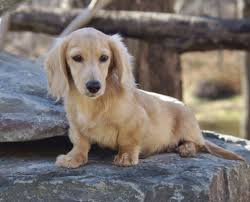 Find golden retriever dogs and puppies from california breeders. Long Hair Sires Cream Dachshund Dachshund Puppies Mini Dachshund