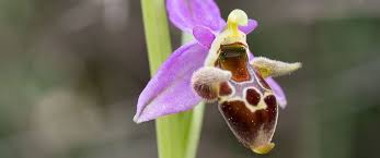 Image result for Ocimum minutiflorum