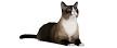 Snowshoe Cat Breed Information, Pictures, Characteristics ...