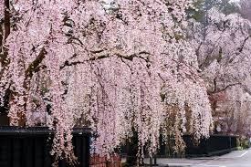 Maybe you would like to learn more about one of these? Weeping Cherry Trees The Best Cascading Faves