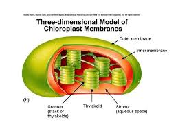 Cheerleaders And Sport Girls Animal Cell Membrane Structure Cell Membrane Structure Membrane Structure Photosynthesis And Cellular Respiration