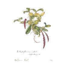Image result for Bulbophyllum elliotii