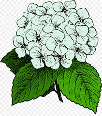 They usually bloom in shades of blue, purple, and pink, with some selections in white, green, or red. Black And White Flower Png Download 1146 1280 Free Transparent French Hydrangea Png Download Cleanpng Kisspng