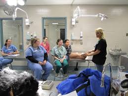 Maybe you would like to learn more about one of these? Instructor Program Pet Emergency Education