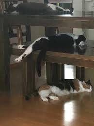 Jeno S Cats He Has Alergy To Cats But He Has Three Cat It S A Bit Strange But It S Ok Everyone A Lil Strange In Nct Kucing Hewan Lucu